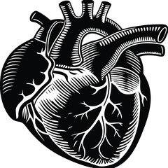 Human heart design over white background vector illustration. Human heart anatomy. Heart medical science vector illustration 