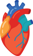 Human heart design over white background vector illustration. Human heart anatomy. Heart medical science vector illustration 