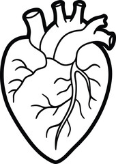 Human heart design over white background vector illustration. Human heart anatomy. Heart medical science vector illustration 