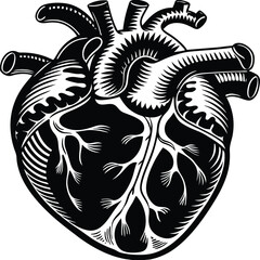 Human heart design over white background vector illustration. Human heart anatomy. Heart medical science vector illustration 