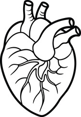 Human heart design over white background vector illustration. Human heart anatomy. Heart medical science vector illustration 