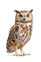 Obraz premium Owl is sitting isolated on white background