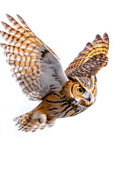 Owl is flying isolated on white background