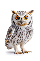 Obraz premium Owl is sitting isolated on white background