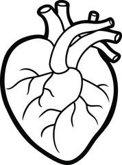 Human heart design over white background vector illustration. Human heart anatomy. Heart medical science vector illustration 