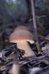 Summer bolete, Summer cep (Boletus reticulatus, Boletus aestivalis). Mount Limbara. Sardinia. Italy.