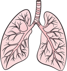 Lungs Human organs hand drawn vector illustration line art. Human lungs. Medical illustration. Vector on white background