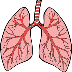 Lungs Human organs hand drawn vector illustration line art. Human lungs. Medical illustration. Vector on white background