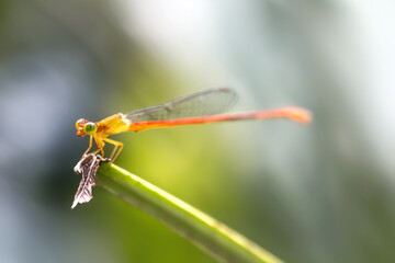 The dragonfly in blur background