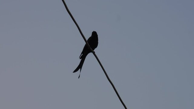 Black drongo (Dicrurus macrocercus) also known as the king crow birds sitting on the electric wire in the evening