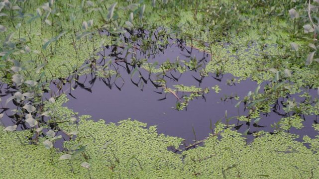 A pond or a small body of water covered in some kind of aquatic plant, possibly duckweed or algae