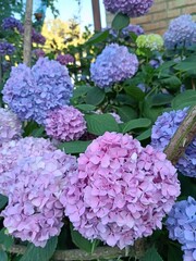 abundant flowering of large-leaved hydrangea