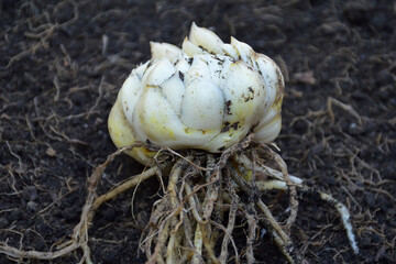 Lily bulb with root on the ground