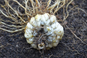 Lily bulb with root on the ground
