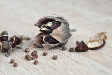 Dry seeds of hibiscus moscheutos © izzzy71