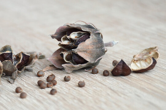 Dry seeds of hibiscus moscheutos