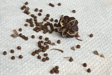 Dry seeds of hibiscus moscheutos