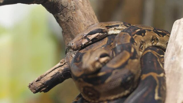close-up of a common boa constrictor in a terrarium behind glass, a snake from the boa constrictor family