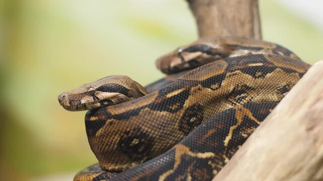 close-up of a common boa constrictor in a terrarium behind glass, a snake from the boa constrictor family