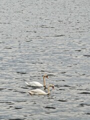 Swans on the lagoon.