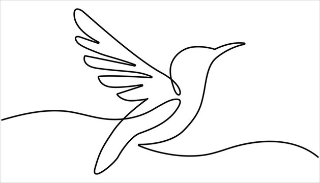 Hummingbird continuous one line drawing. One line drawing illustration of colibri. Flying animal concept Single line, Hummingbird one line art design