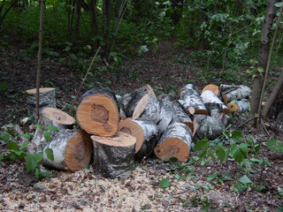 Freshly cut birch logs in a forest clearing