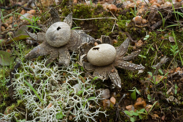 Astraeus hygrometricus, commonly known as the hygroscopic earthstar, the barometer earthstar, or the false earthstar, is a species of fungus