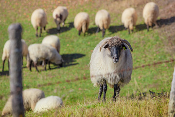 Fototapeta premium sheep with big horns standing on a hill overlooking other animals grazing in a green pasture on a farm