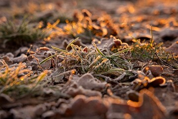 Grass and oak leaves covered with frost during sunrise