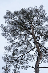 Tree silhouette with bare branches and twigs in a forest against bright sky during winter season, vertical natural abstract trees woodland background