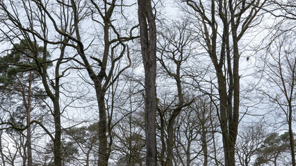 Tree silhouette with bare branches and twigs in a forest against bright sky during winter season, natural abstract trees woodland background