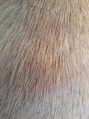 Close up light brown dog fur background