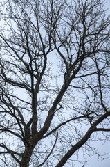 Tree silhouette with bare branches and twigs in a forest against bright sky during winter season, vertical natural abstract trees woodland background