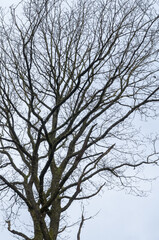 Tree silhouette with bare branches and twigs in a forest against bright sky during winter season, vertical natural abstract trees woodland background