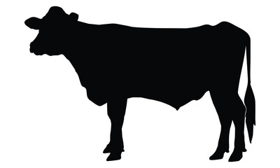 silhouette of a bull