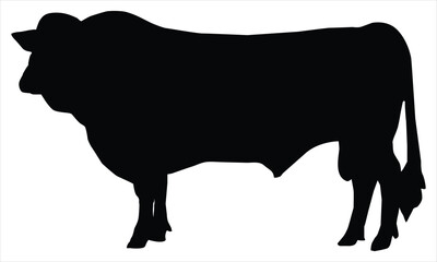 silhouette of a bull