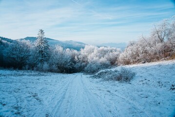 Path leading into a frosty forest