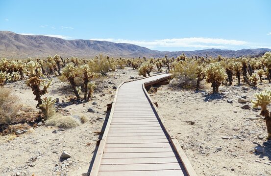 Joshua Tree National Park's tranquil Chola Cactus Garden