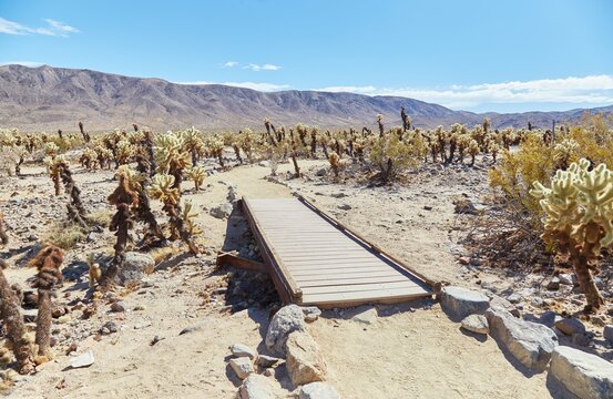 Joshua Tree National Park's tranquil Chola Cactus Garden - Powered by Adobe