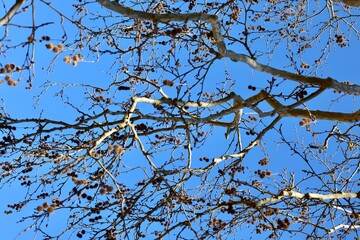 Large ancient tree, sycamore. High quality photo