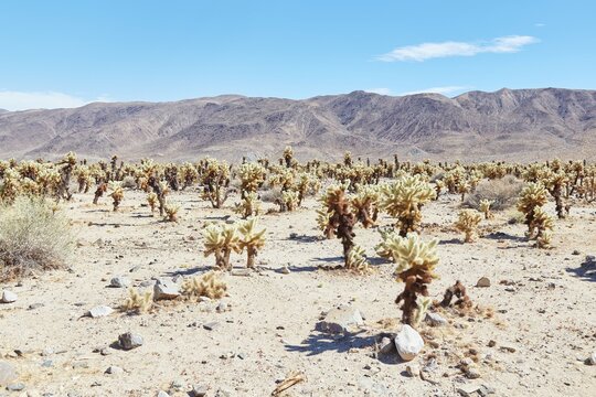 Joshua Tree National Park's tranquil Chola Cactus Garden