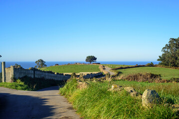 &Aacute;rbol en horizonte marino en Asturias