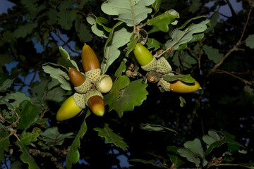 oak leaf and acorns, Acorns ripening on an oak tree Sardinia, Italy © antasfoto