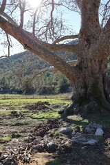 Large ancient tree, sycamore. High quality photo