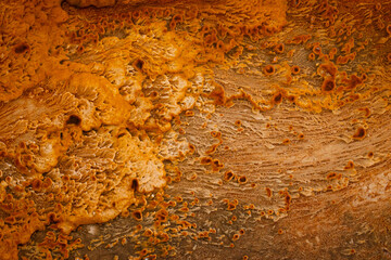 Abstract of an algae mat in an hot spring