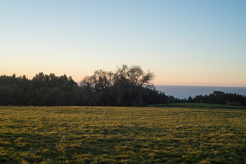Pradera verde al atardecer