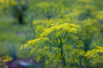 Close-up of dill or fennel with delicate leaves and flower umbels. Fresh, aromatic herb for culinary use.