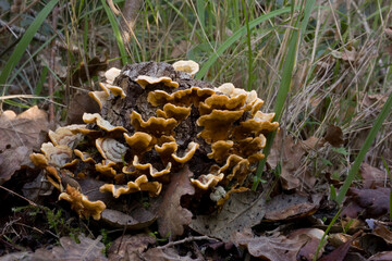 Yellow-brown crust fungus (Stereum hirsutum) and moss growing on a dead oak. Sardinia, Italy