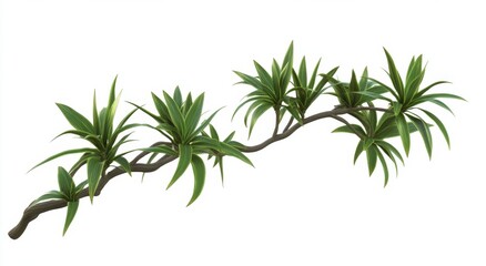 Fototapeta premium Tropical plant branch, studio shot, white background, design element (1)