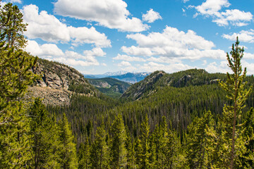 Mountain valley coverd in pine trees